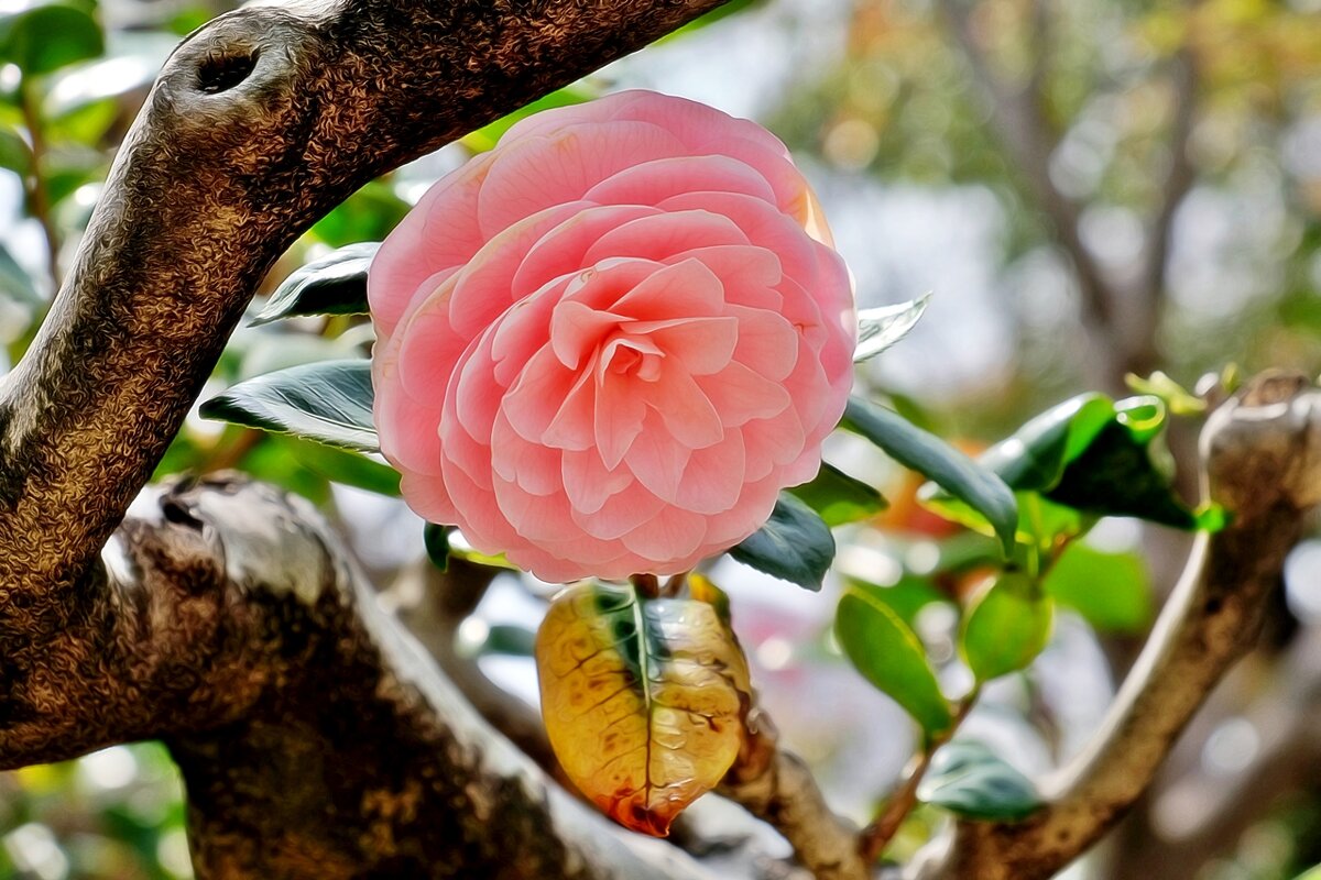 Camellia japonica  Камелия японская Otome Tsubaki  в парке Японии - wea *