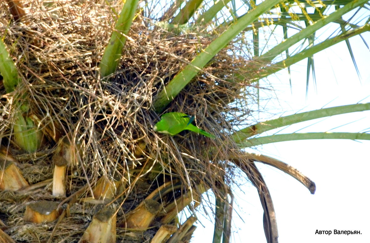 Зелёный попугай возле гнезда. - Валерьян Запорожченко