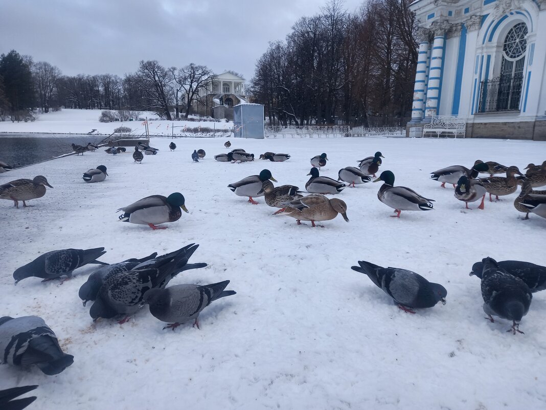 Утки - Сапсан 