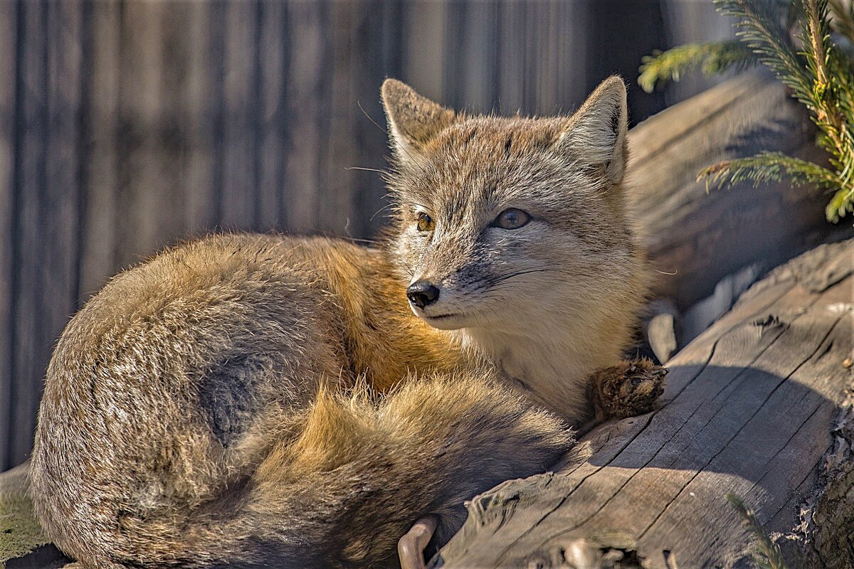 корсак - аркадий 