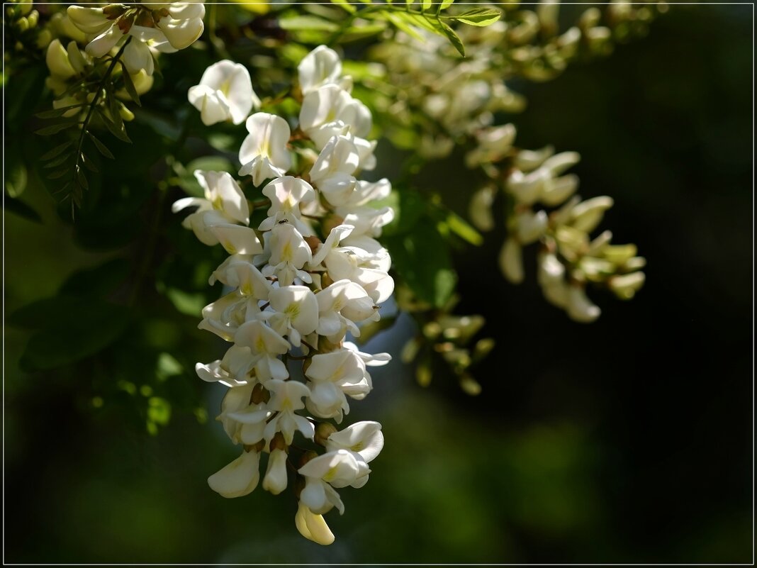 Robinia pseudoacacia Робиния ложноакациевая - wea *