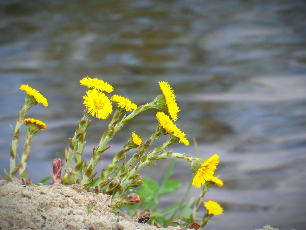На берегу растут цветочки - MarinaKiseleva 