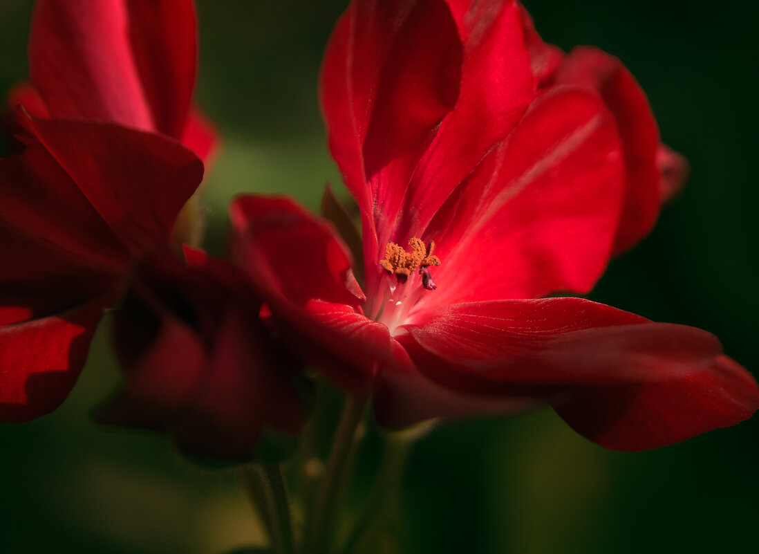 Цветок пеларгонии - Оксана Галлямова