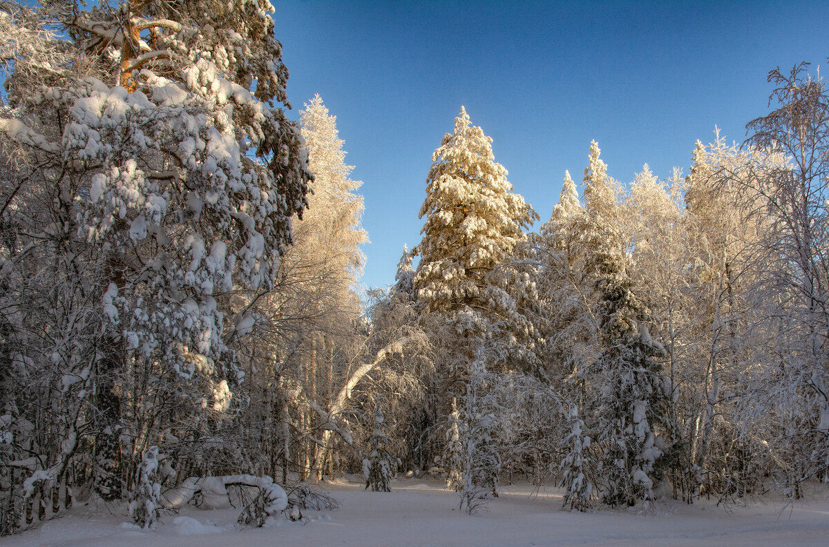 Зимний вечер в лесу - Vladimbormotov 
