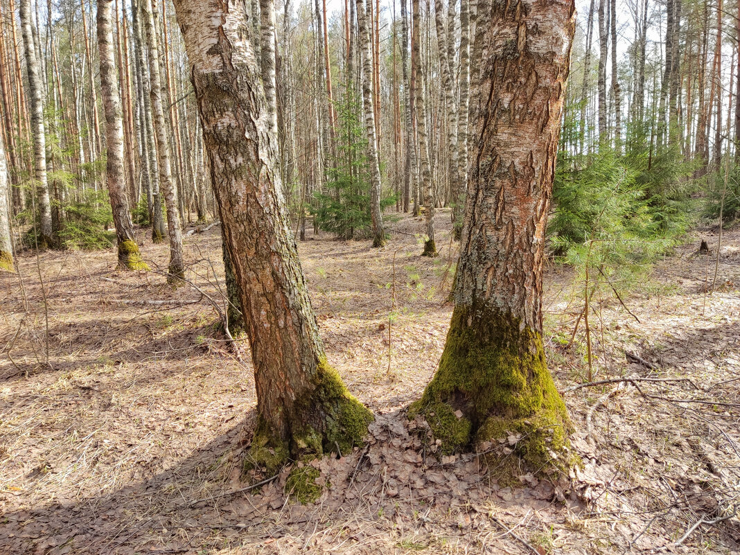 Весенний лес - Денис Бочкарёв