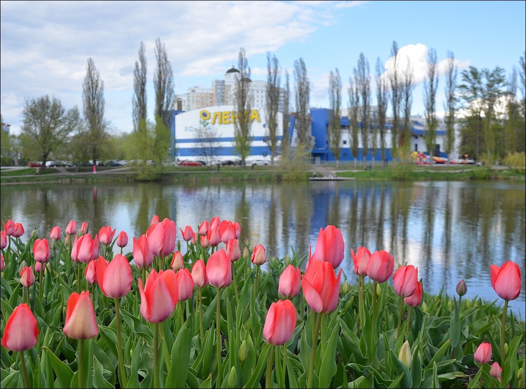 Время Тюльпанов - Сеня Белгородский