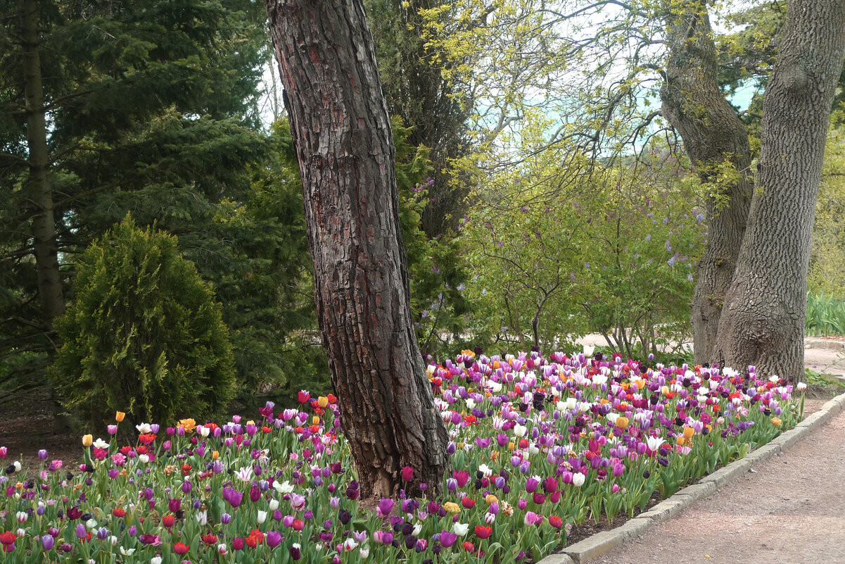 Цветы ботанического сада - Валентин Семчишин