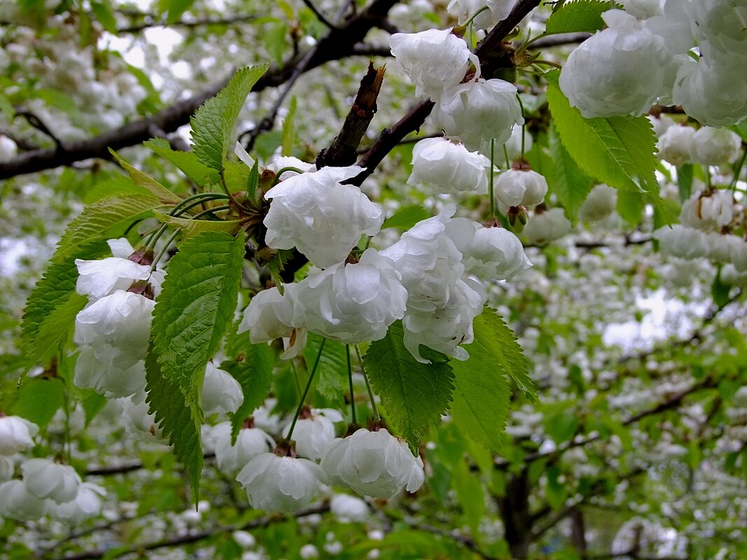 Вишня Птичья плена (Prunus avium Plena) - Фёдор Меркурьев