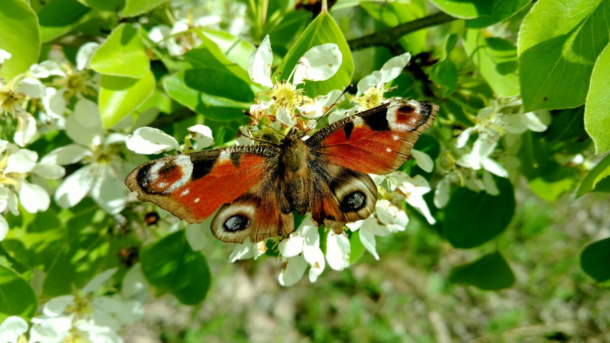 бабочки апреля 2023   2 - Александр Прокудин