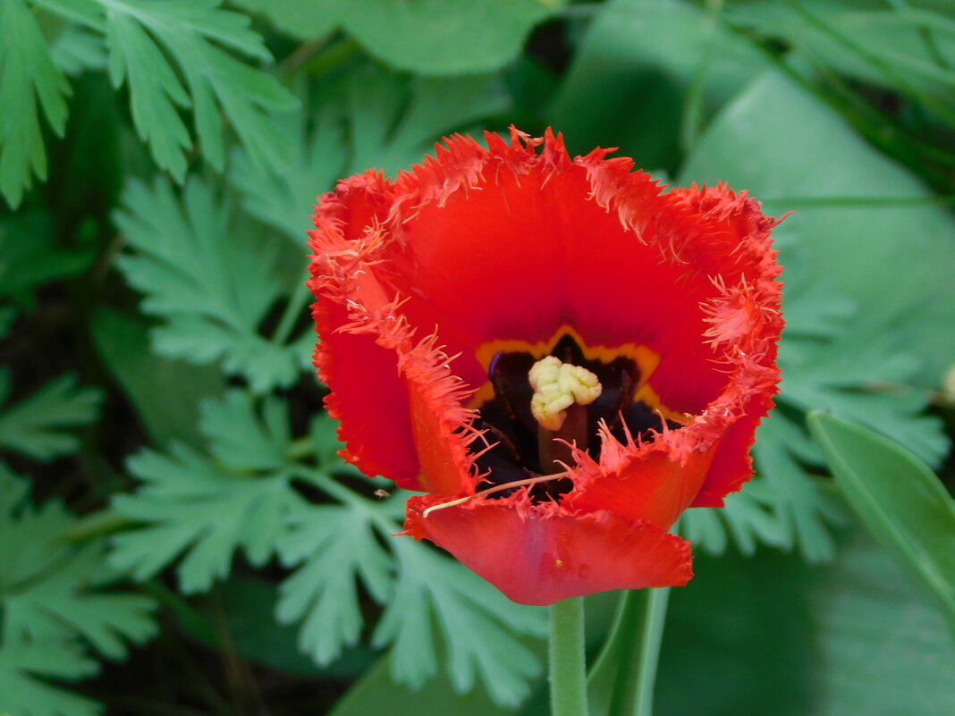 Тюльпан бахромчатый - Наиля 