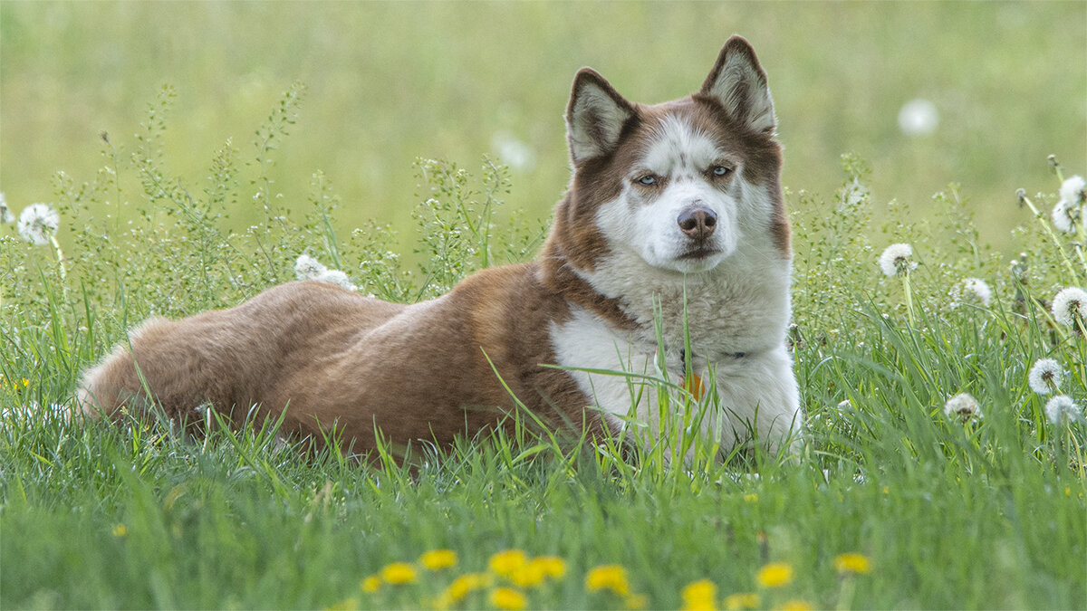 релакс - Petr @+