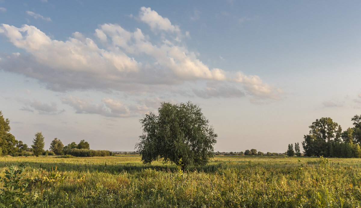Одинокое дерево на лугу - Сергей Парамонов