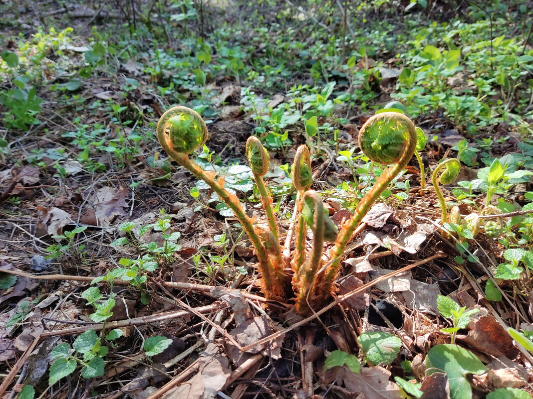 Папоротник  (Polypodiоphyta) - Денис Бочкарёв