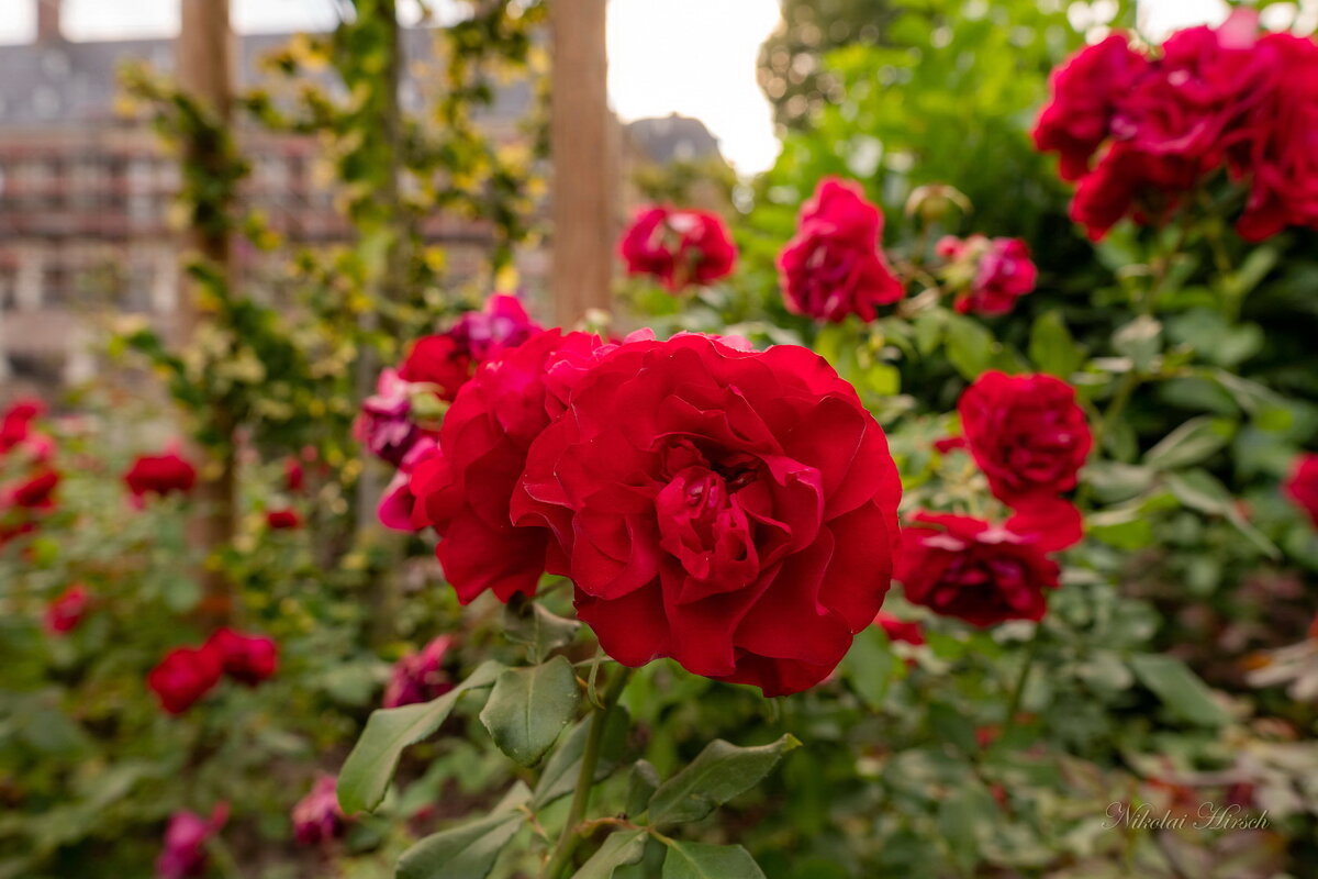 Розы в парке - Николай Гирш