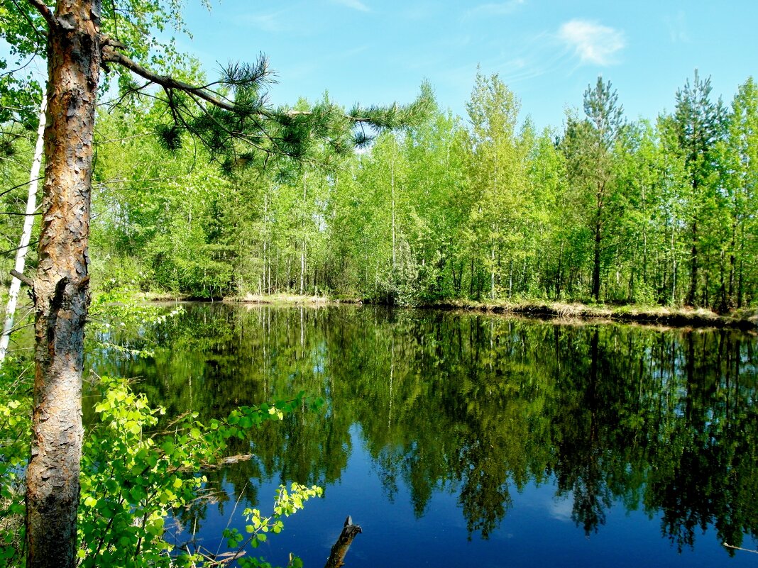 лесной водоем - Владимир 