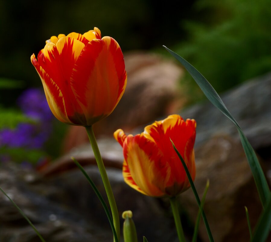 Хороши весной в саду цветочки... - Кулага Андрей Андреевич 