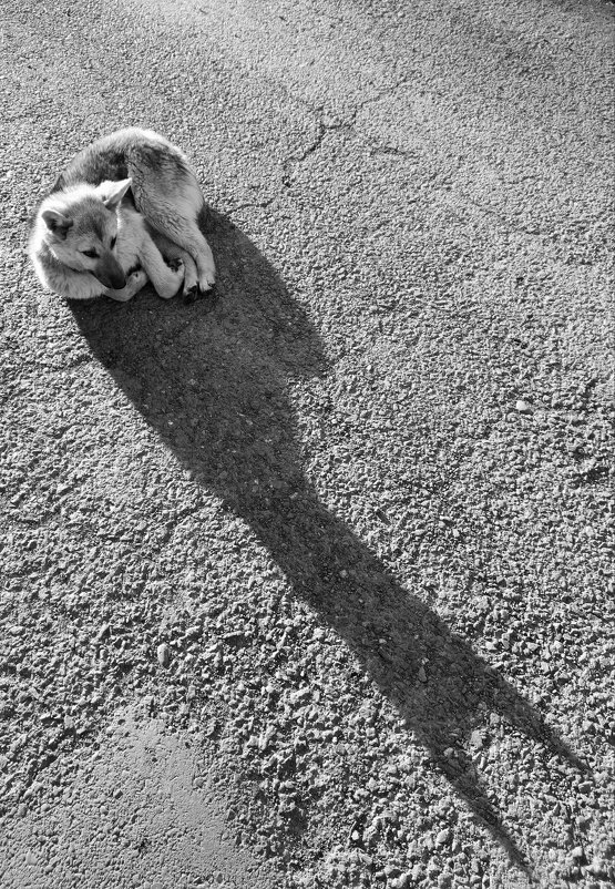 Долгая тень лежащего пса - Сергей Шаврин