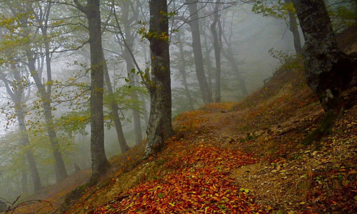 Осенние тропы.... - Юрий Цыплятников