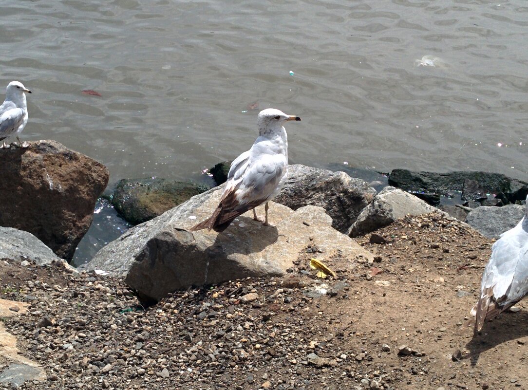 Калифорнийская чайка на набережной Гудзона. - Светлана Хращевская