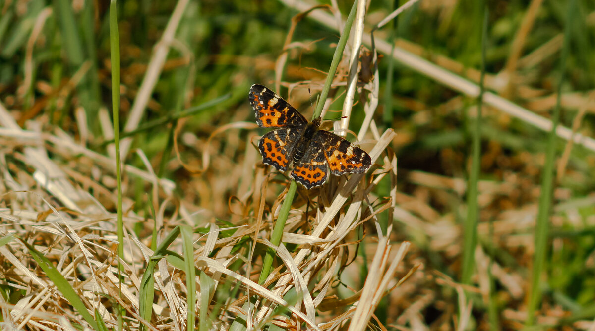 Map Butterfly with spread wings on a blade of grass - Sergey Sonvar