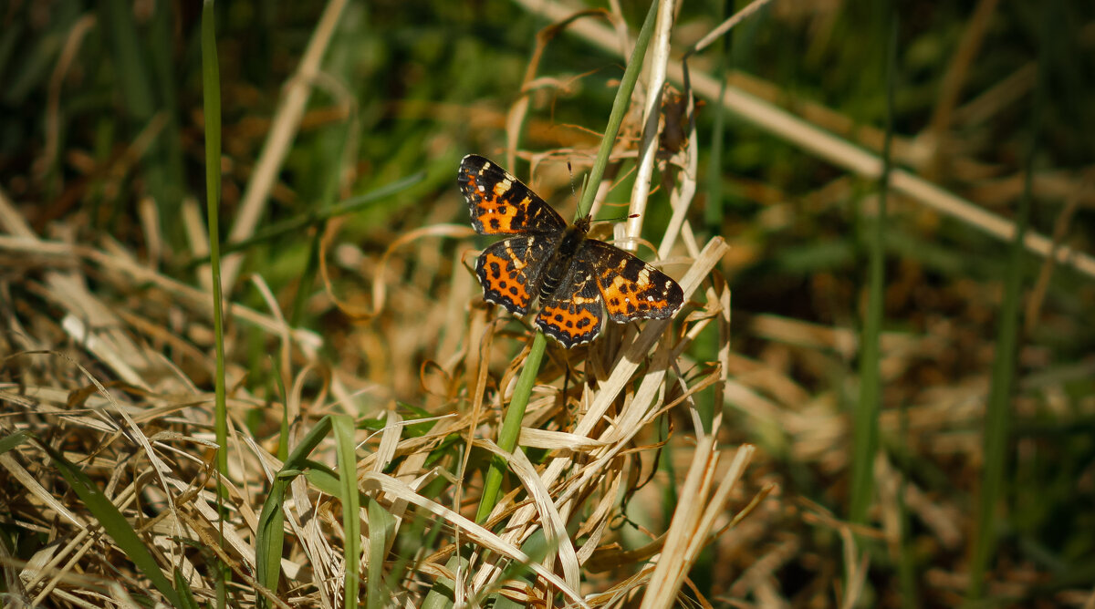 Map butterfly with open wings on a thin blade of grass on a spring day - Sergey Sonvar