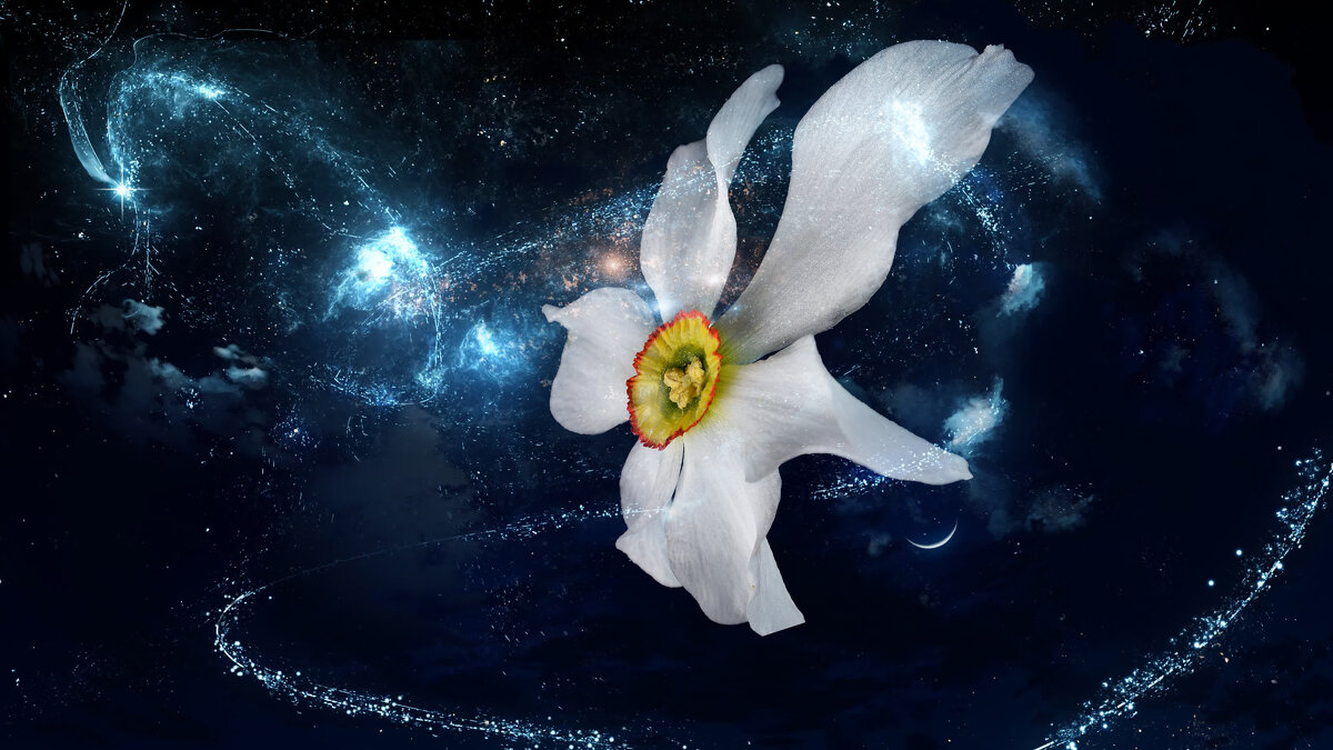 цветок в космосе - Igor бирюков