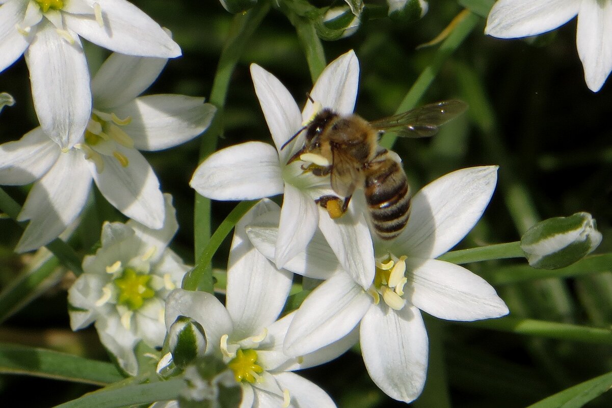 Пчёлки любят майские цветы - Татьяна Смоляниченко