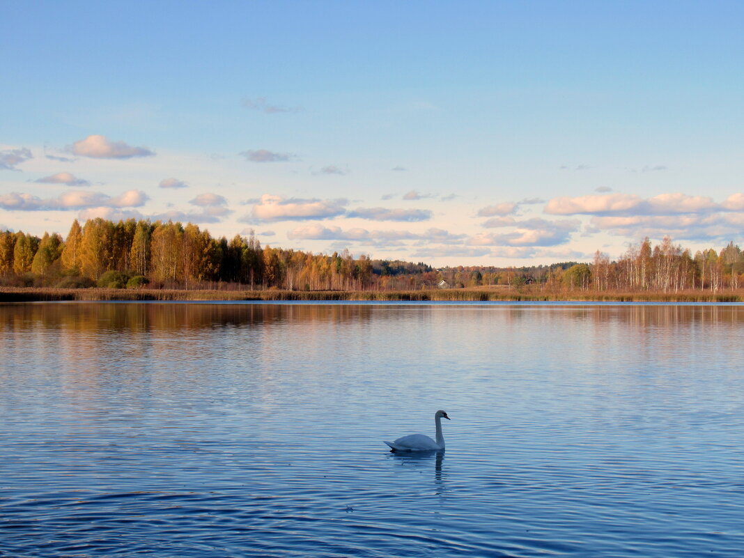 Лебедь Городищенского озера... - emaslenova 