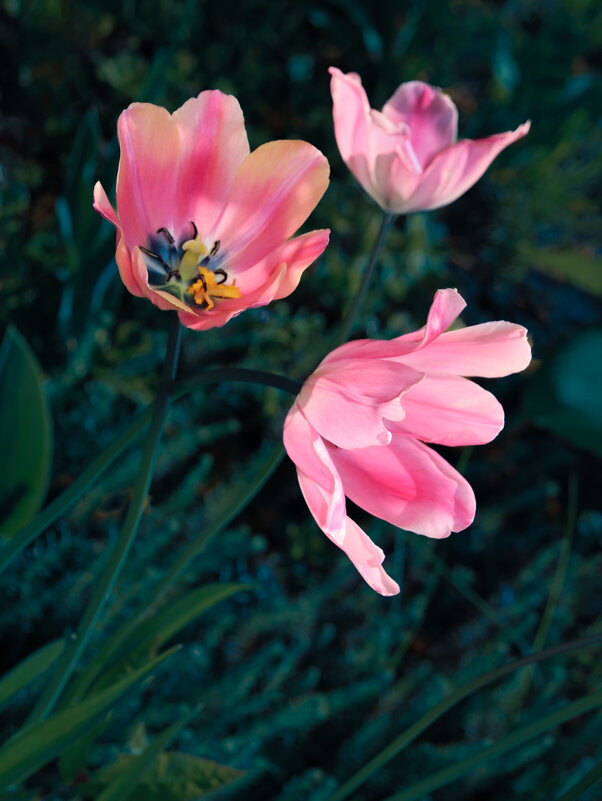 Цветут розовые тюльпаны - Евгений 