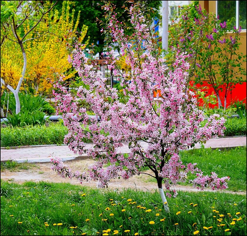 Краски Мая - Сеня Белгородский