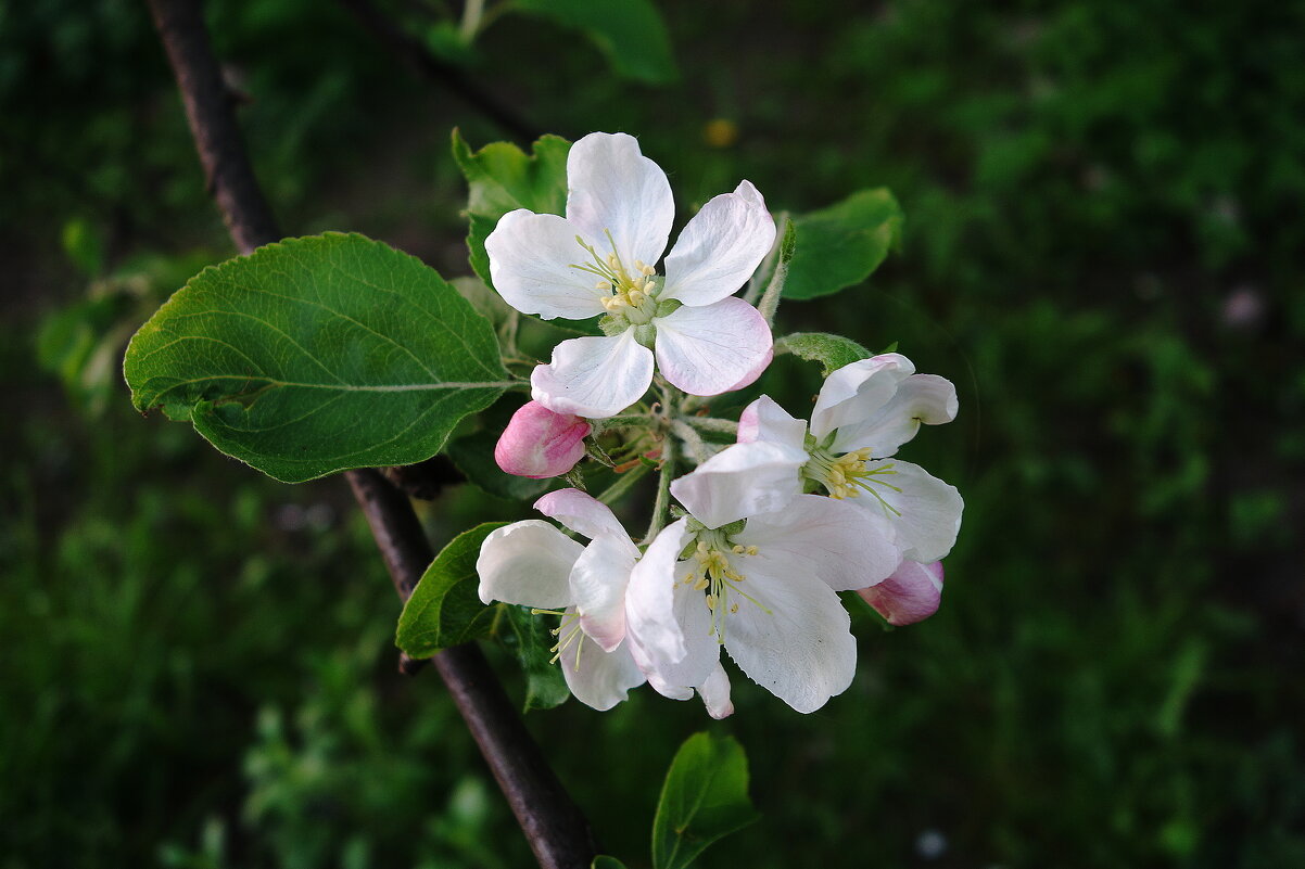 Цветёт яблоня - Маргарита Батырева
