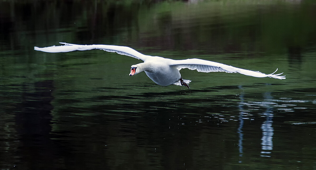 Полет белой птицы - Alexander Andronik