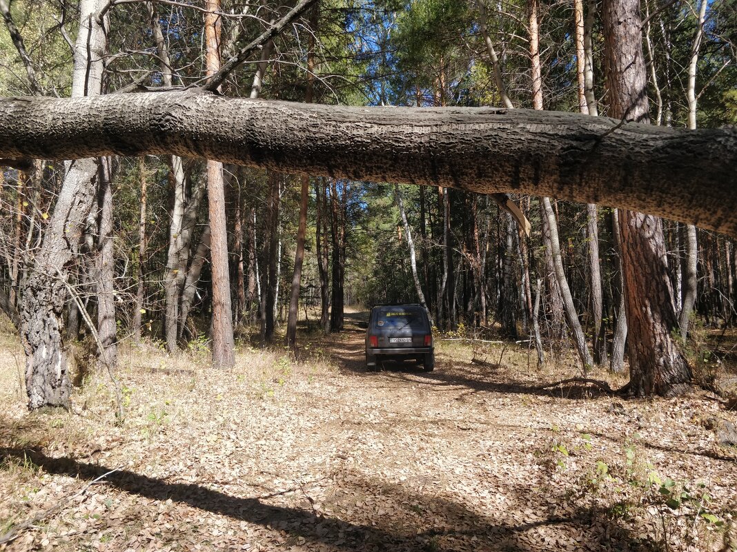 На авто,по дремучему лесу - Андрей Хлопонин