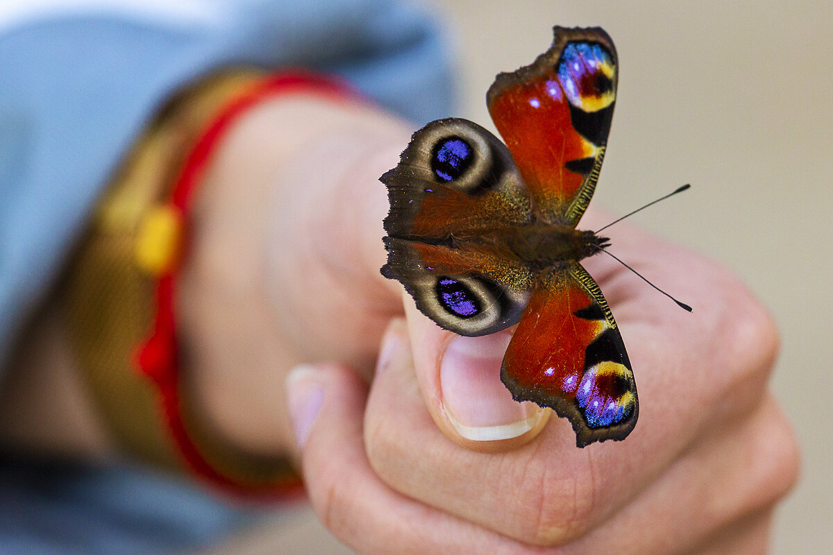 Бабочка на руке - Андрей Николаевич Незнанов