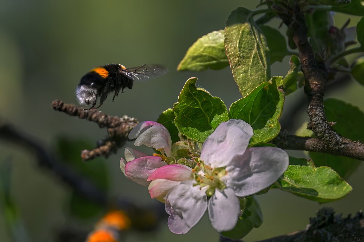 Живая природа - Николай Соколухин