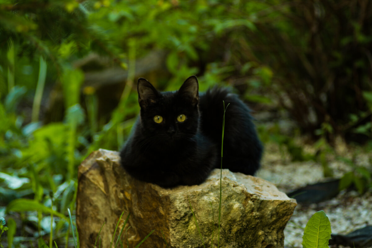 чёрный кот - Ринат Засовский