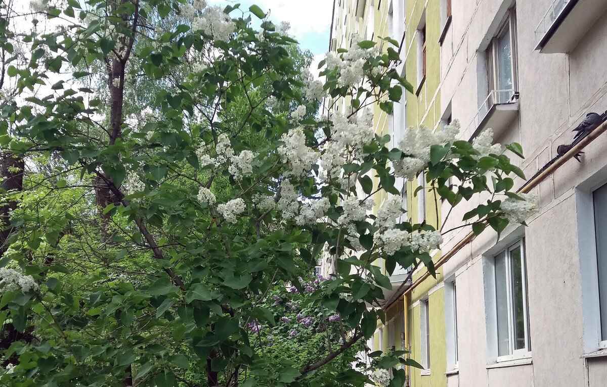 Цветут сирени во дворах - Galina Solovova
