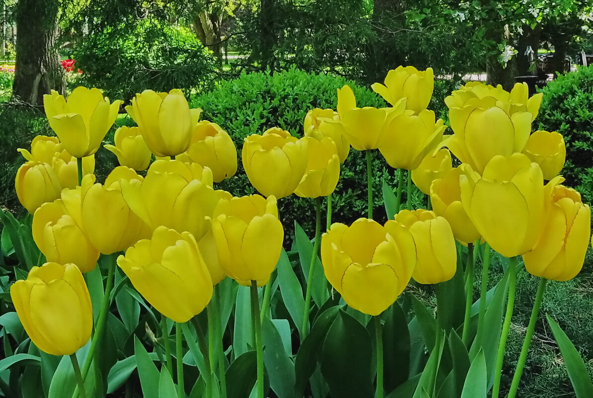 Желтые тюльпаны - Liliya Kharlamova