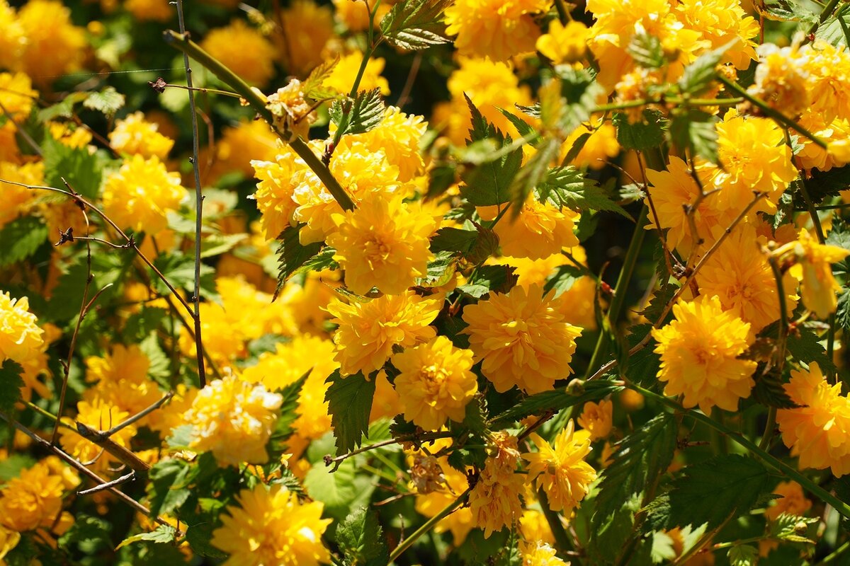 Золотые шары Kerria japonica Pleniflora - wea *