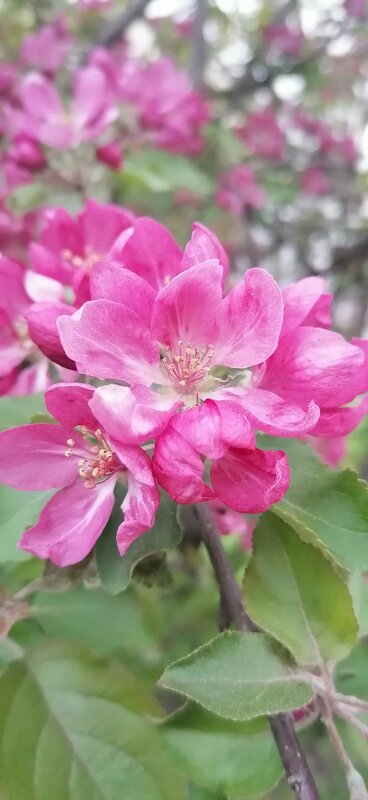 Цветущая яблоня - Аурика 