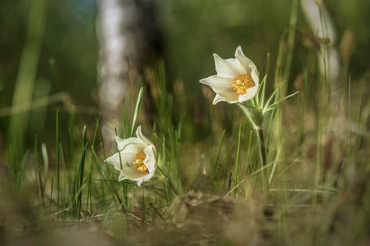"Весна в лесу 5" - Евгений 