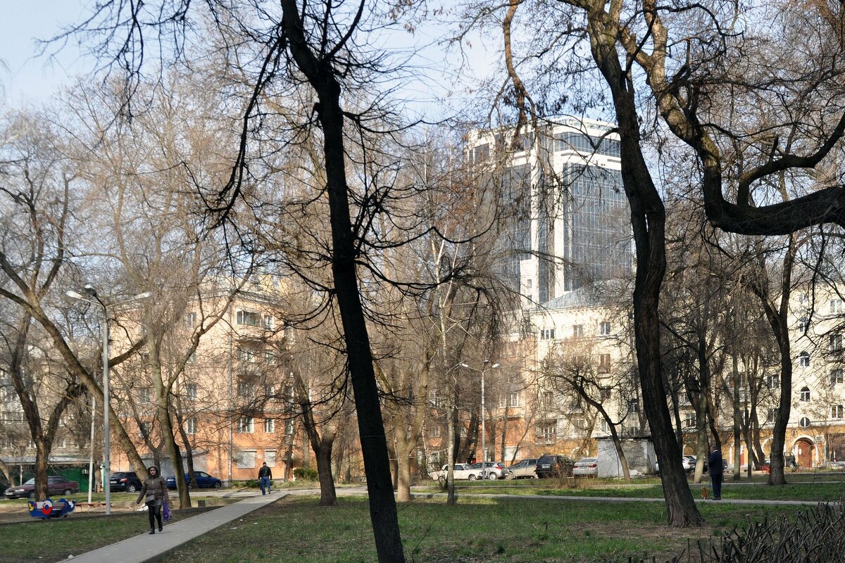 Старые деревья в старом дворе - Татьяна Машошина