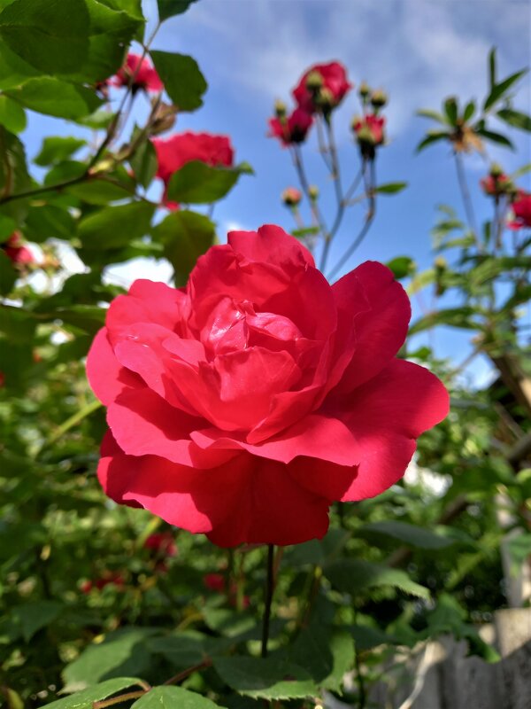 Красная ,вьющая роза - tatyana 