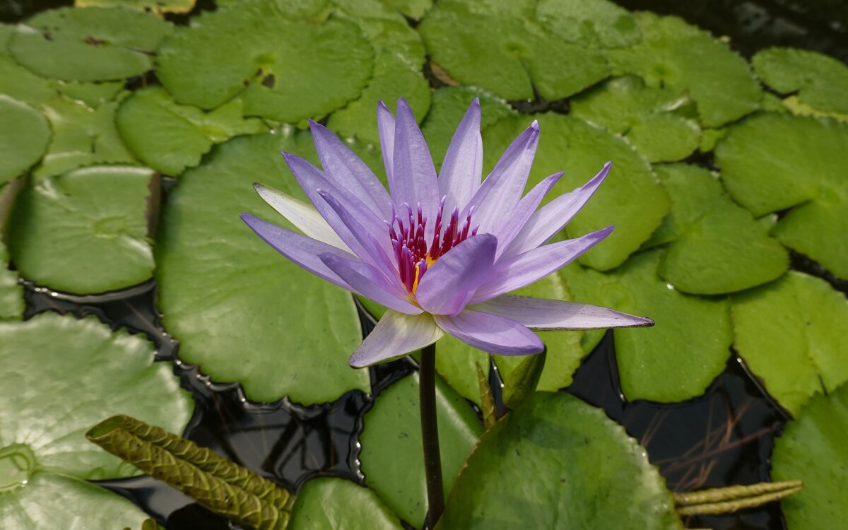 Водяная лилия - нежный и мистический цветок... - Galina Dzubina