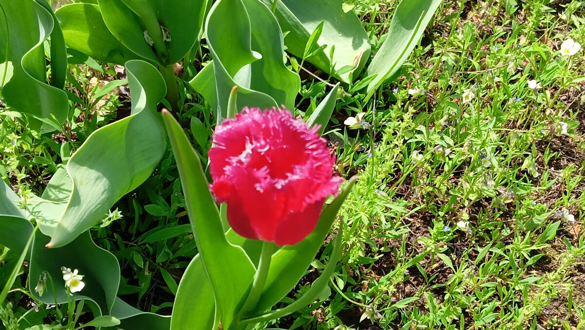 красный тюльпан - Владимир 