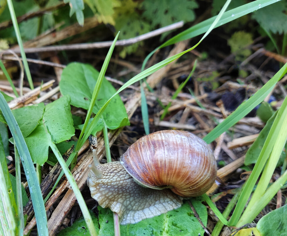 Виноградная улитка (Helix pomatia) - Денис Бочкарёв