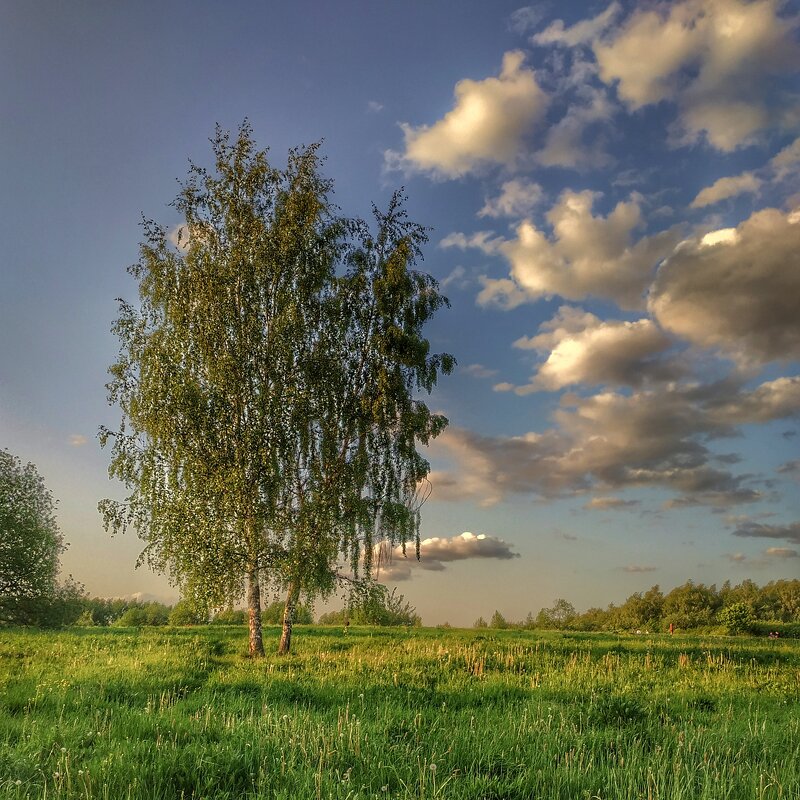 шумят берёзы.. - Валентина. .