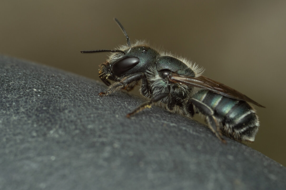 Осмия бронзово-синяя (лат.Osmia caerulescens (Linnaeus, 1758) - Денис Ветренко