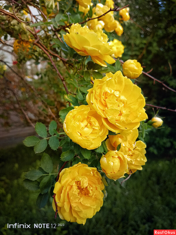 Ветка жёлтой розы - Игорь Сарапулов