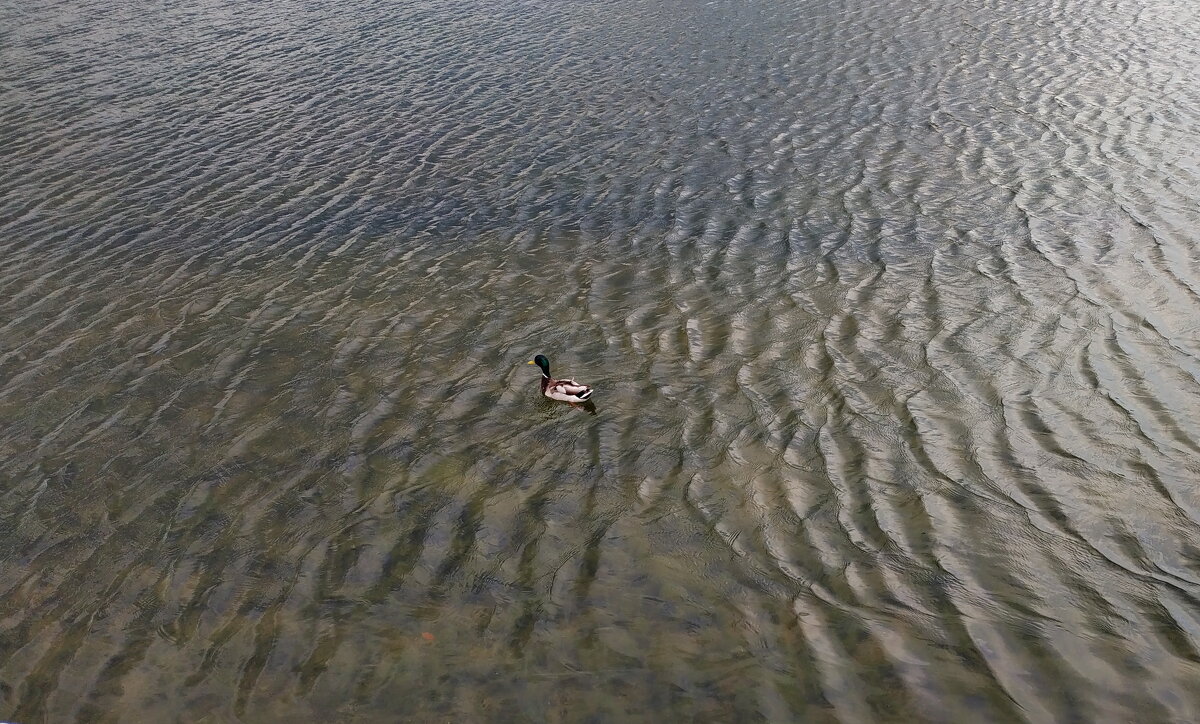 Одиночное плавание - Андрей Лукьянов